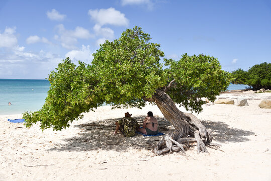 Tourists Resting under Iconic Fofoti Tree at Aruba&rsquo;s Caribbean Eagle Beach