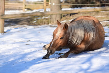 Sch&ouml;nes Pferd w&auml;lzt sich begeistert im Schnee