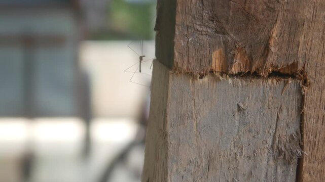 Macro detail of long legged insect on a wooden surface