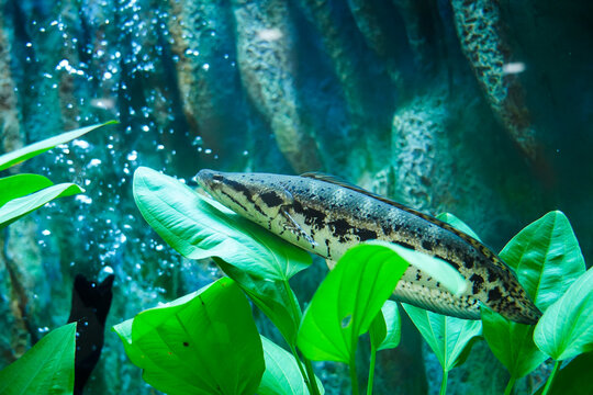 Channa lucius or Blotched snakehead with blur leaves background in aquarium tank at Bueng Chawak Chaloem Phrakiet, Suphan Buri, Thailand. Side view.