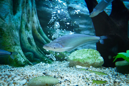 Phalacronotus bleekeri or Whisker sheatfish with blur leaves background in aquarium tank at Bueng Chawak Chaloem Phrakiet, Suphan Buri, Thailand. Side view.