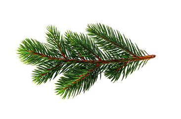 Close-up of a vibrant green fir branch.  Detailed needles, pointed and textured, arranged in a symmetrical pattern on a slender brown stem.  Isolated against a black background