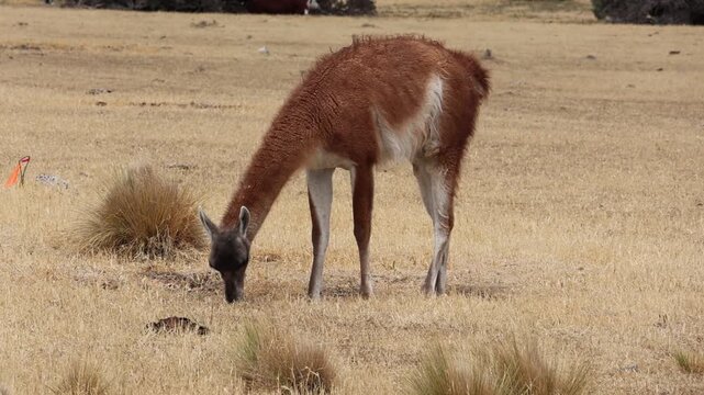 A guanaco eating a yellow grass in Patagonia, Argentina.