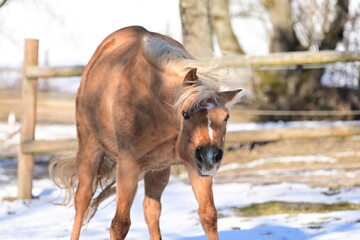 Sch&ouml;nes Pferd w&auml;lzt sich begeistert im Schnee