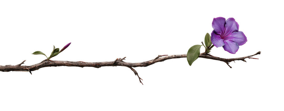 A single branch with a single, vibrant purple flower