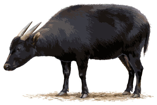 Bubalus depressicornis illustration art
