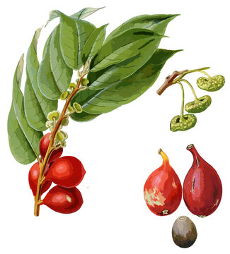 Antiaris toxicaria illustration art