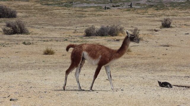 Slow-motion clip of a guanaco walking past a penguin in a penguin reserve area with yellow vegetation.
