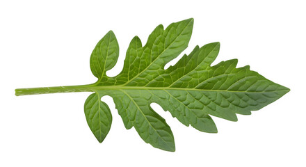 Obraz premium Vibrant green tomato leaf, isolated on white or transparent background. PNG