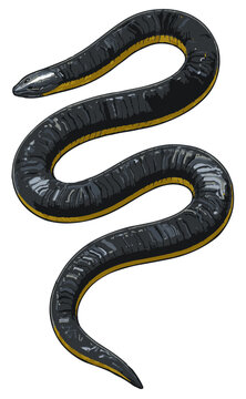 Ichthyophis glutinosus illustration art