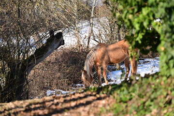 Sch&ouml;nes Pferd grast in winterlichen Garten