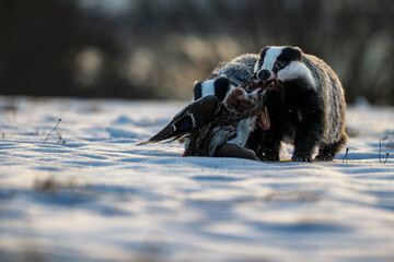Badger close up ( Meles meles ). Two animals fighting for prey. Winter nature scene. © Rudolf