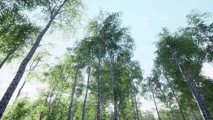 Obraz premium Lush green trees stretch upwards, reaching towards a clear blue sky. Sunlight dances on the leaves, creating a peaceful and refreshing atmosphere in this vibrant forest.