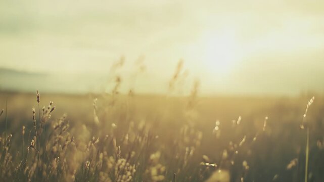 Dry wild grass blades bathed in golden hour light, warm glowing stems in a tranquil rural field with soft bokeh and hazy sunset tones, peaceful summer landscape