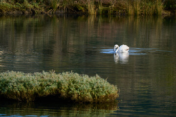 Flamingo looking for food in shallow water