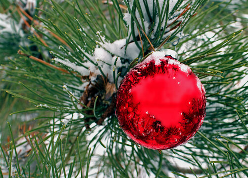 Snow covers the needles with a sing bright red ornament reflecting a clear space. Copy Space