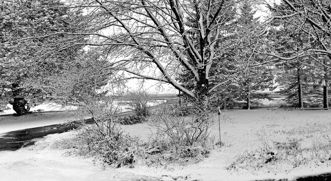 Snow on a semi wooded area with a small road Winter scenic