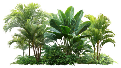 Obraz premium Lush tropical foliage cluster (2)