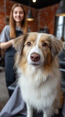 Female adult caucasian dog groomer with australian shepherd in modern salon
