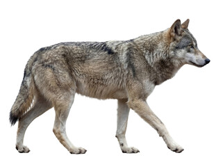 Gray wolf walking, side view, isolated on transparent background (PNG) © Trixy