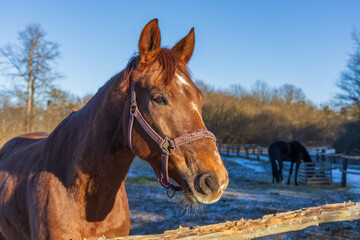 Obraz premium Close-up Portrait of a Brown Horse in Winter Paddock at Golden Hour