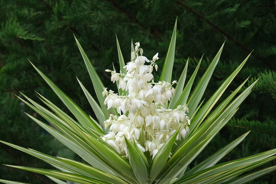 Elegant white yucca flowers blooming from a rosette of sharp green leaves against a dark natural background. Clean botanical composition symbolizing resilience, exotic nature, and growth.