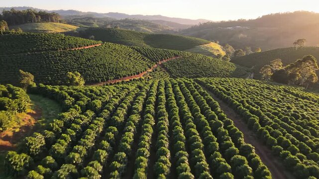 Sweeping aerial drone shot gliding slowly over a sprawling, meticulously maintained coffee plantation creating intricate geometric patterns across the hills organic, crop, top