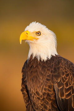 Bald eagle in controlled setting at sunrise in golden light