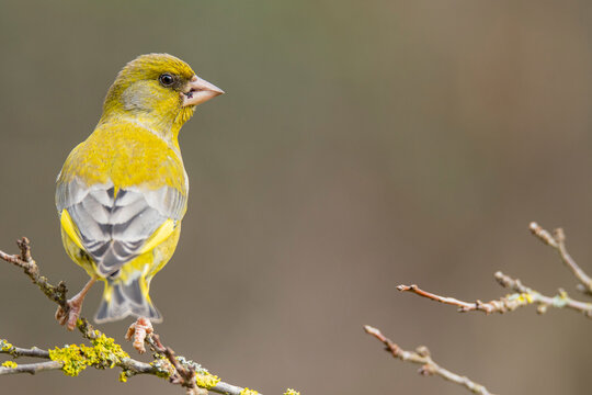 Common greenfinch perched on a branch in winter