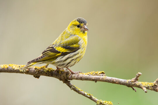 Eurasian siskin perched on a lichen-covered branch