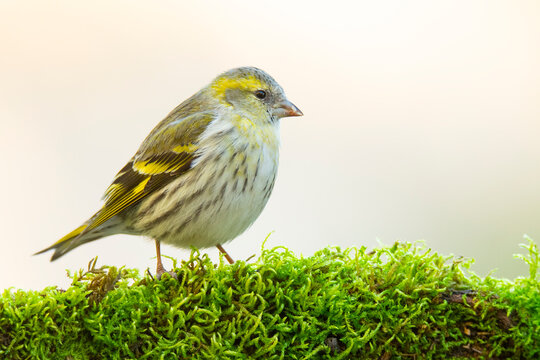 Eurasian siskin perched on vibrant green moss