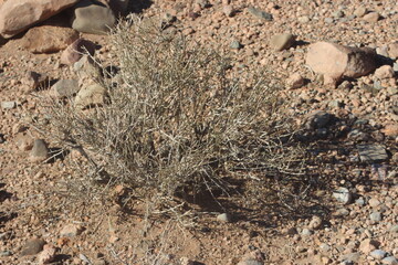Desert plant close-up