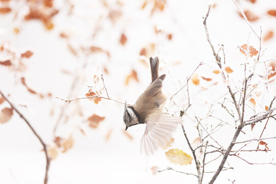 Crested tit in flight among autumn leaves