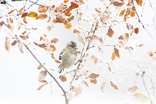 Common chaffinch perched on frosty branches in winter