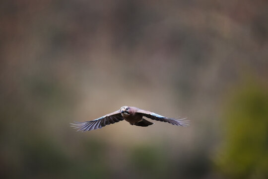 Eurasian jay gliding in serene winter landscape