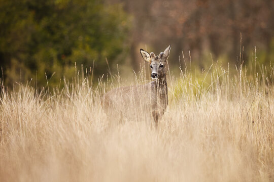Roe deer standing in a wintery field