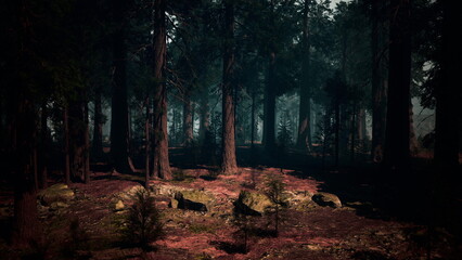 Obraz premium Tall trees rise majestically in a serene forest at dusk. Soft light filters through the leaves, creating a tranquil atmosphere. Stones and small plants add charm to this peaceful landscape.