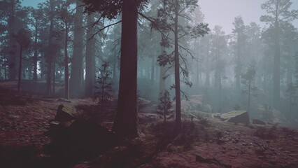 Fototapeta premium Early morning fog blankets a tranquil forest, with towering trees fading into the mist. Rocks and soft earth create a peaceful path for exploration and reflection in natures embrace.