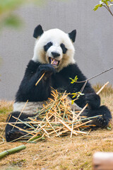 Obraz premium Giant Panda Eating Bamboo in Outdoor Setting