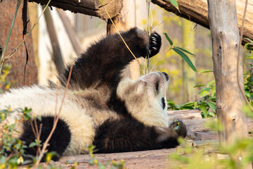 Giant Panda Relaxing While Eating Bamboo