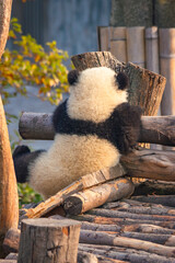 Rear View of Giant Panda on Wooden Structure
