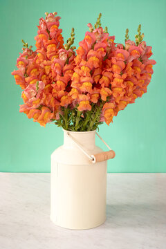 A bouquet of  Potomac orange snapdragons in a milk can vase.