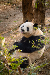 Giant panda resting in natural outdoor environment