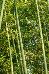Green Bamboo Stalks with Leaves in Forest