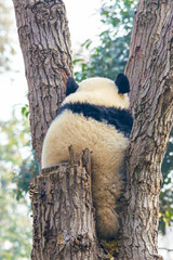 Giant Panda Climbing on Tree Trunk