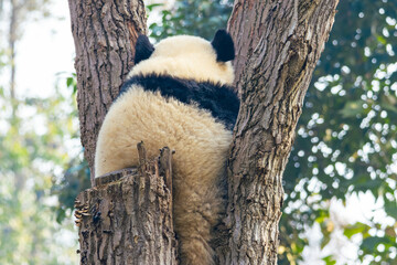 Giant panda climbing on tree trunk in nature