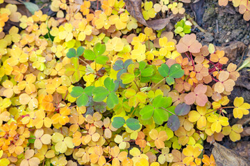 Autumn Leaves and Clover with Fall Colors