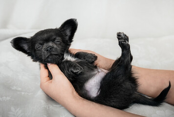 Newborn black Chihuahua puppy sleeping on its back in human hands showing trust and care