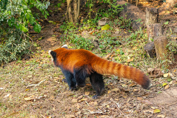 Red Panda Walking in Natural Forest Habitat