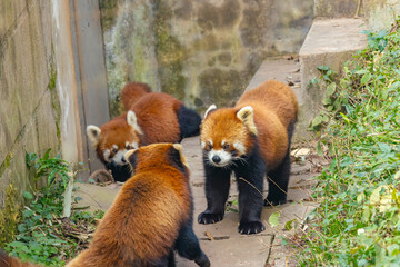 Group of Red Pandas Interacting in Enclosure